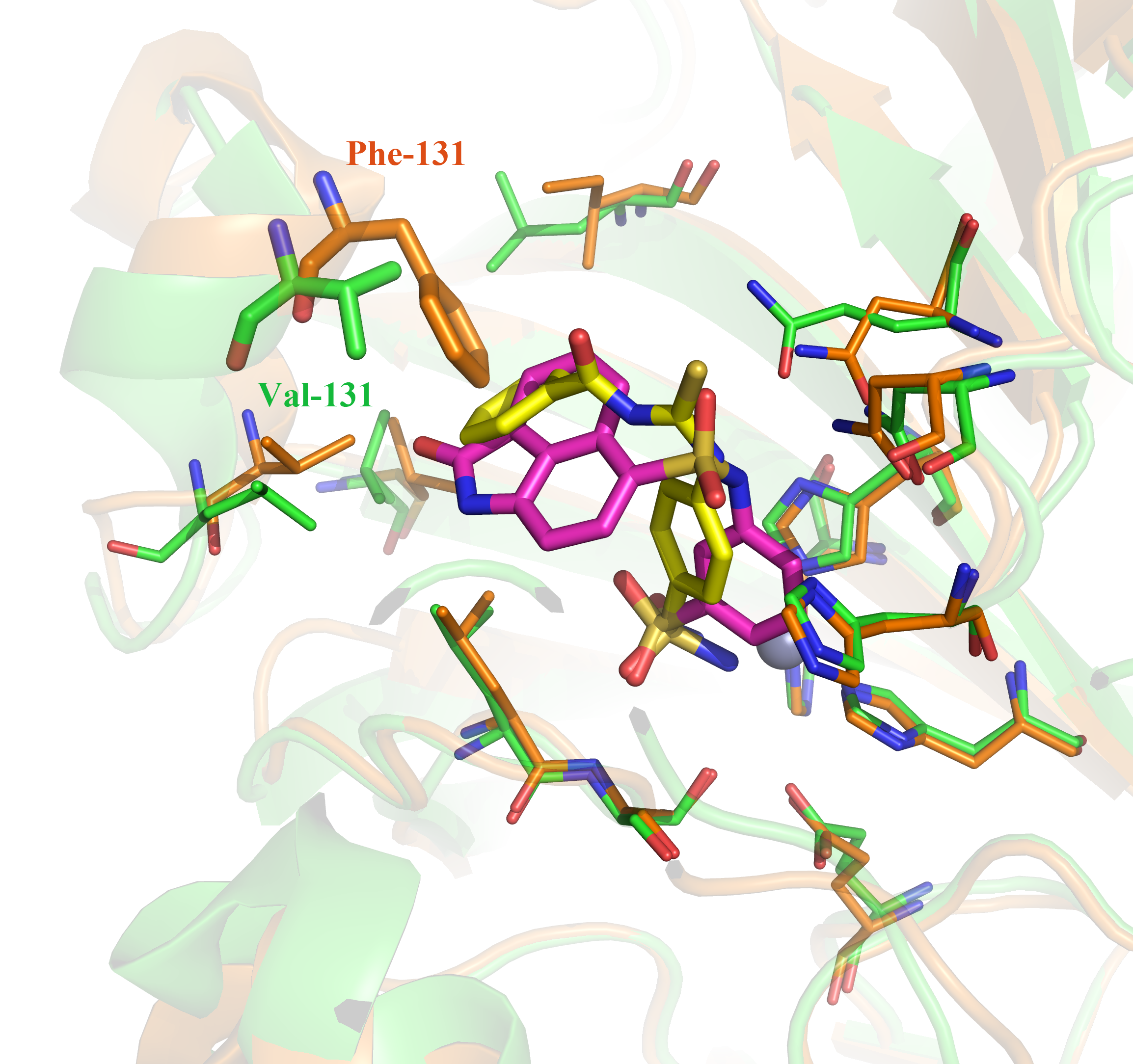 Identification of novel CAs inhibitors from the chemical database